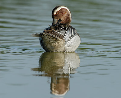 BUITEN BEELD Foto: 30154