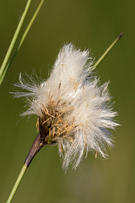 BUITEN BEELD Foto: 30172
