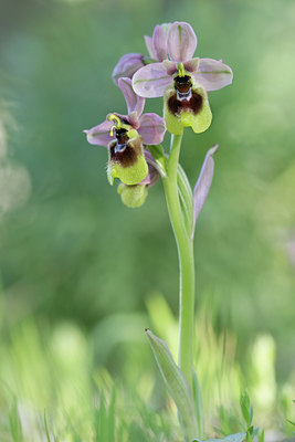 BUITEN BEELD Foto: 30174