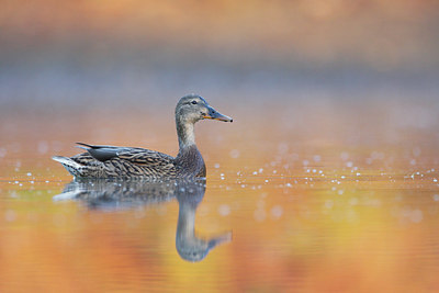 BUITEN BEELD Foto: 30191