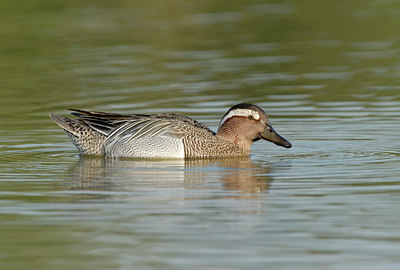 BUITEN BEELD Foto: 30203