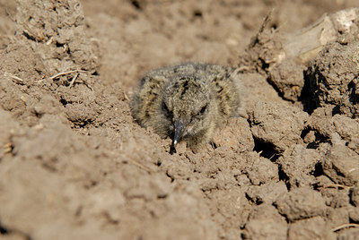 BUITEN BEELD Foto: 30205