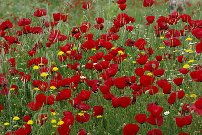 BUITEN BEELD Foto: 30253