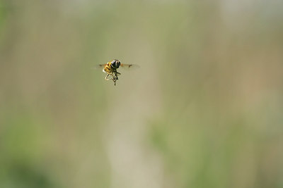 BUITEN BEELD Foto: 30271