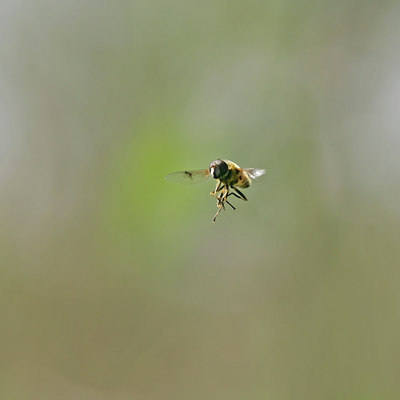 BUITEN BEELD Foto: 30272