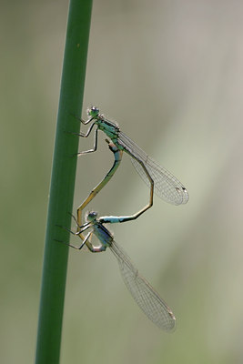 BUITEN BEELD Foto: 30286