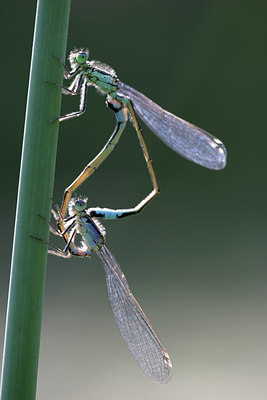 BUITEN BEELD Foto: 30287