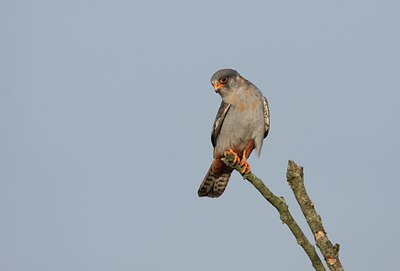 BUITEN BEELD Foto: 30341