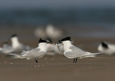 BUITEN BEELD Foto: 30346