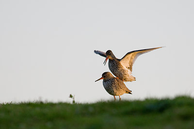 BUITEN BEELD Foto: 30347