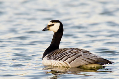 BUITEN BEELD Foto: 30349