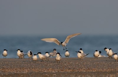 BUITEN BEELD Foto: 30385