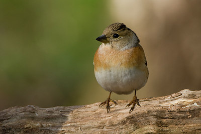 BUITEN BEELD Foto: 30405