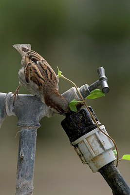 BUITEN BEELD Foto: 30418