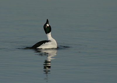 BUITEN BEELD Foto: 30443