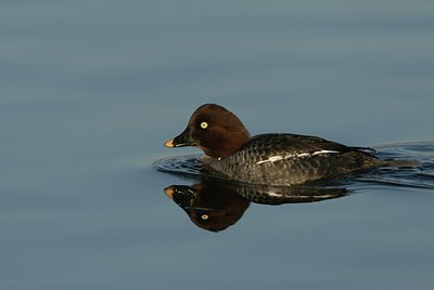BUITEN BEELD Foto: 30447