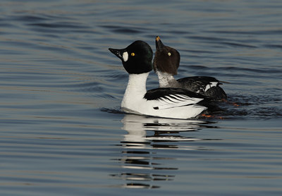 BUITEN BEELD Foto: 30450