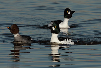 BUITEN BEELD Foto: 30451