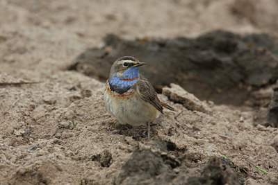 BUITEN BEELD Foto: 30561
