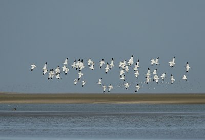 BUITEN BEELD Foto: 30572