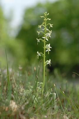 BUITEN BEELD Foto: 30605