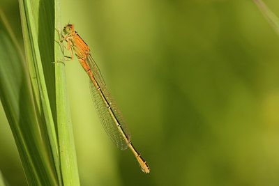 BUITEN BEELD Foto: 30607