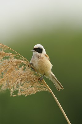 BUITEN BEELD Foto: 30610