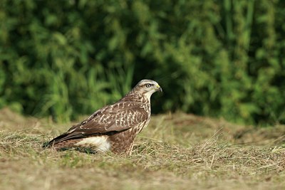 BUITEN BEELD Foto: 30616