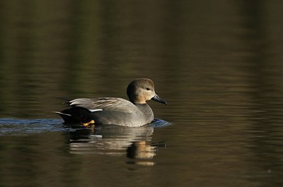 BUITEN BEELD Foto: 30623