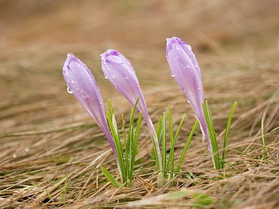 BUITEN BEELD Foto: 30644