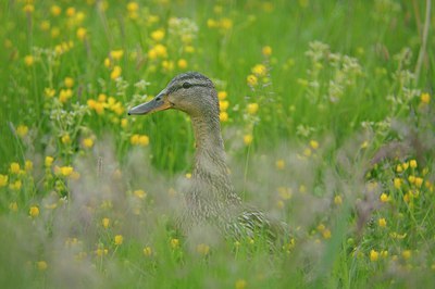 BUITEN BEELD Foto: 30659
