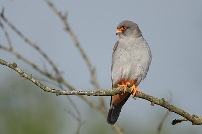 BUITEN BEELD Foto: 30679