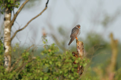 BUITEN BEELD Foto: 30720