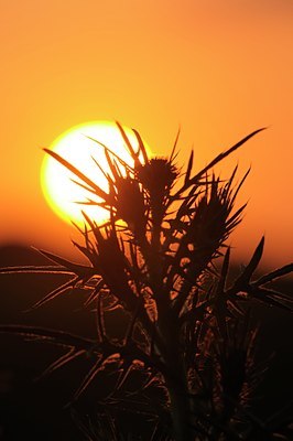 BUITEN BEELD Foto: 30745