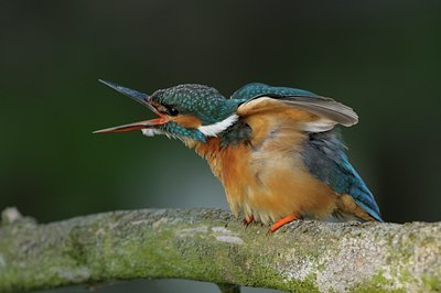 BUITEN BEELD Foto: 30770