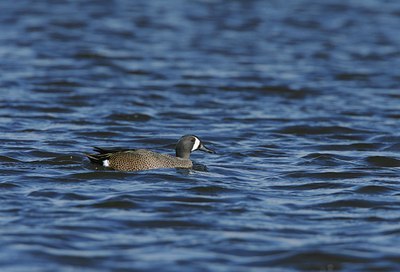 BUITEN BEELD Foto: 30796