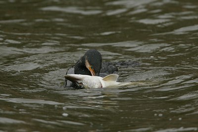 BUITEN BEELD Foto: 30809