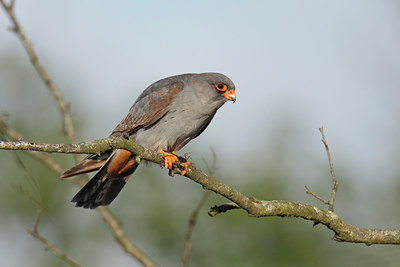 BUITEN BEELD Foto: 30850
