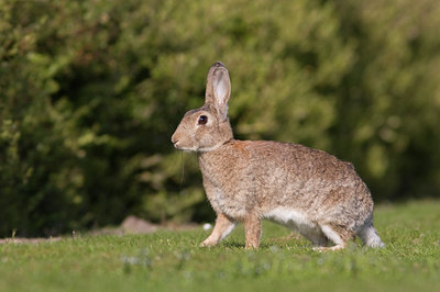 BUITEN BEELD Foto: 30854