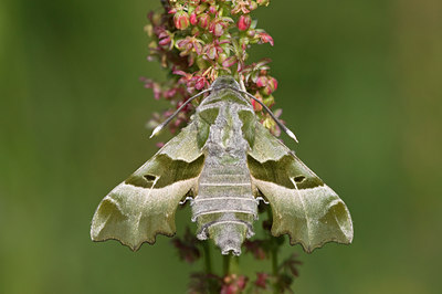 BUITEN BEELD Foto: 30865