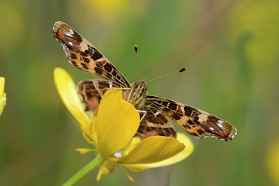 BUITEN BEELD Foto: 30866