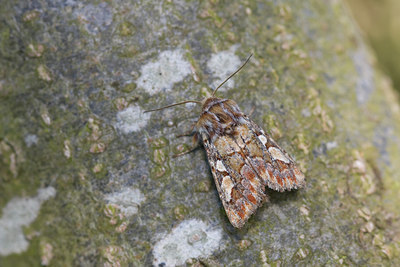 BUITEN BEELD Foto: 30893