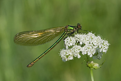 BUITEN BEELD Foto: 30895