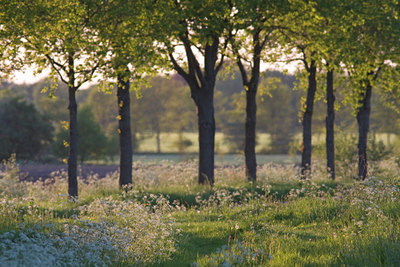 BUITEN BEELD Foto: 30896
