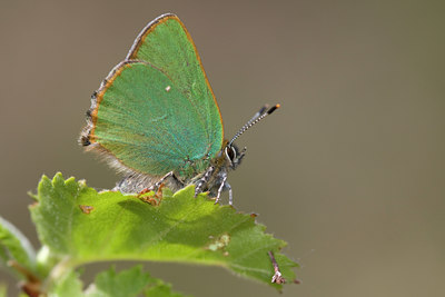 BUITEN BEELD Foto: 30900