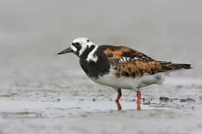 BUITEN BEELD Foto: 30918