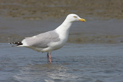 BUITEN BEELD Foto: 30929
