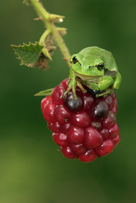 BUITEN BEELD Foto: 30942