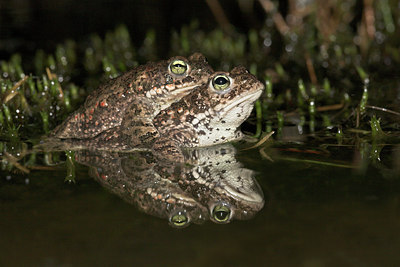 BUITEN BEELD Foto: 30965