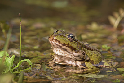 BUITEN BEELD Foto: 30967